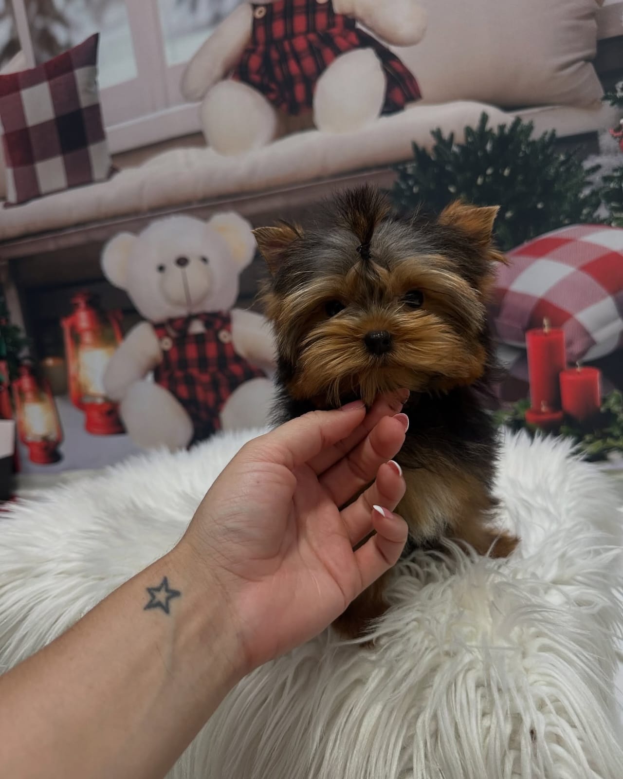 Wendy - Female Yorkie Puppy